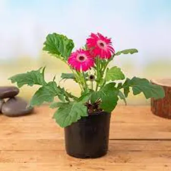 Gerbera Daisy Plants
